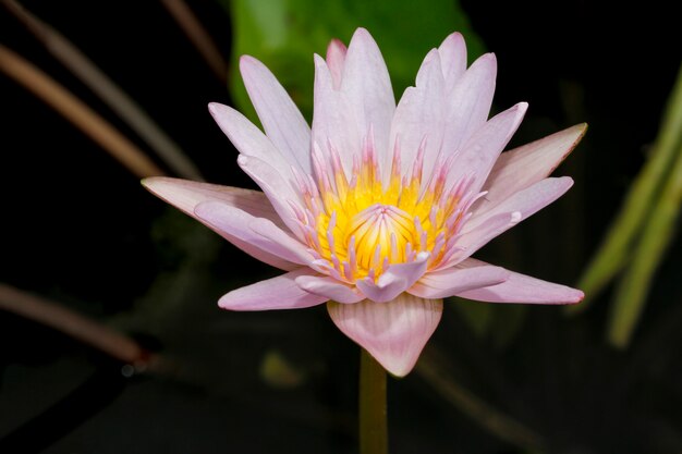 Schließen Sie herauf Lotusblume gelbe und lila Farbe