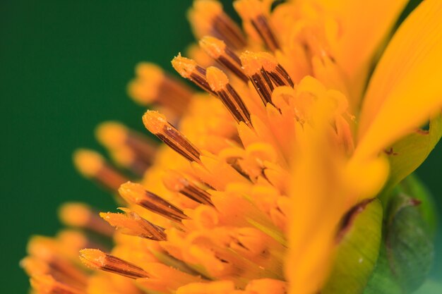 Schließen Sie herauf mexikanisches Sonnenblumen-Gras im Garten