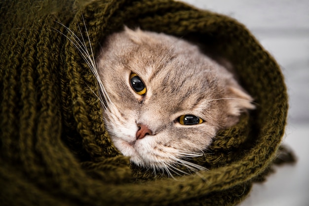 Schließen Sie herauf nette Katze im Schal