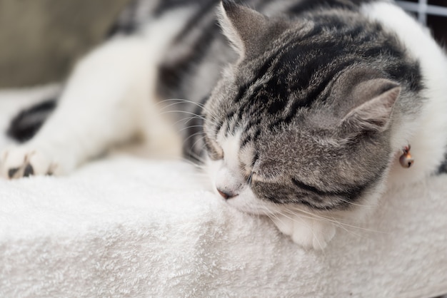 Schließen Sie herauf netten Schlaf der getigerten Katze