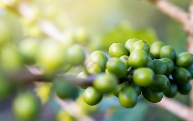 Schließen Sie herauf Niederlassungen der rohen Kaffeebohnen im Garten