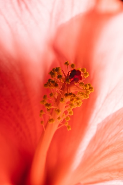 Schließen Sie herauf orange Blume