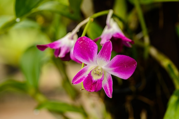 Schließen Sie herauf Orchideenblume