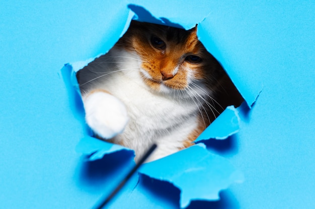 Schließen Sie herauf Porträt der roten weißen Katze durch blaues zerrissenes Papierloch