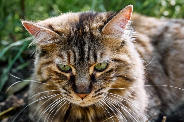 Schließen Sie herauf Porträt der schönen gestreiften Ingwerkatze mit den grünen Augen des langen Haares und dem langen Schnurrbart