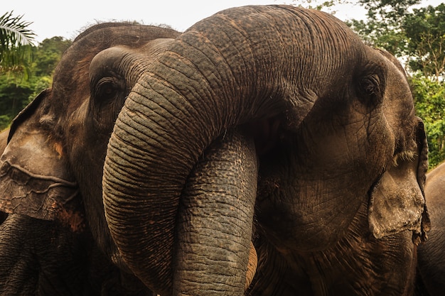Schließen Sie herauf Porträt des Elefanten Asien
