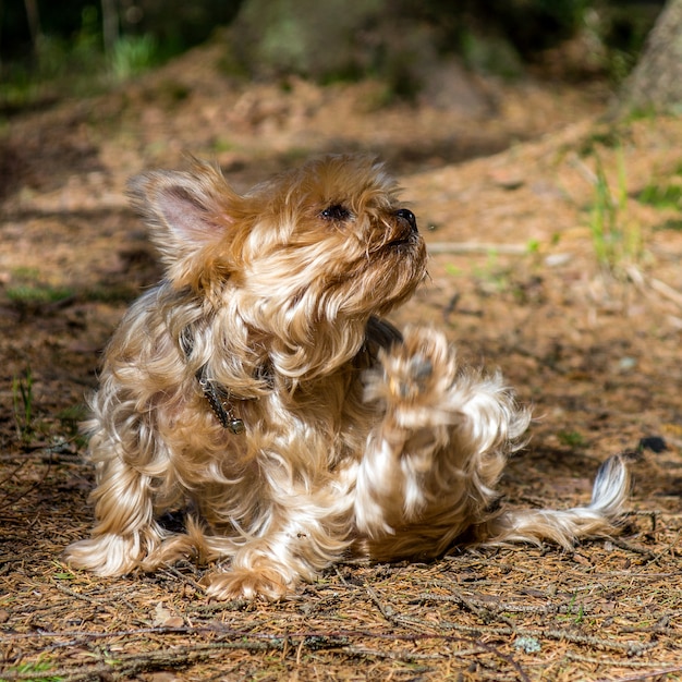 Schließen Sie herauf Porträt des hübschen Yorkshire-Terriers