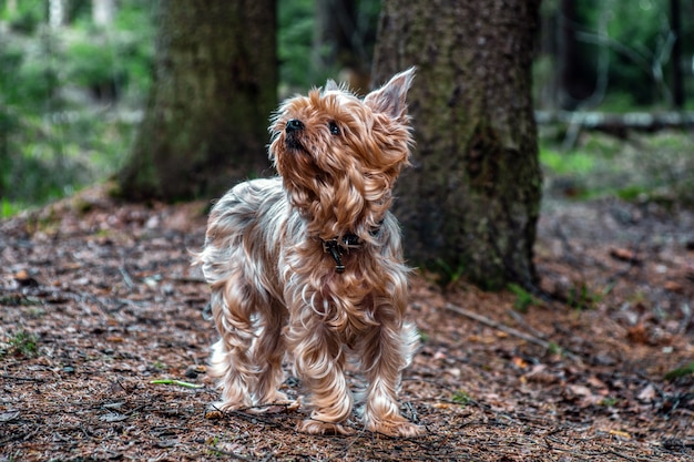 Schließen Sie herauf Porträt des hübschen Yorkshire-Terriers