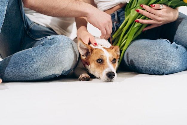 Schließen Sie herauf Porträt des Hundes mit gelben Blumen lokalisiert auf weißem Hintergrund mit reizendem Paar dahinter. Valentinstag feiern, Frauentag. Liebe und glückliches Familienkonzept.