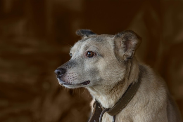 Schließen Sie herauf Porträt des netten Hundes Cooler und netter Hund Porträt des netten Kurzhaarhundes Schöner zweifarbiger Aprikosen- und weißer Hund Mongrel-Hund, der neugierig mit großen Augen schaut