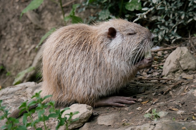 Schließen Sie herauf Porträt des Nutria-Wasserrattenessens