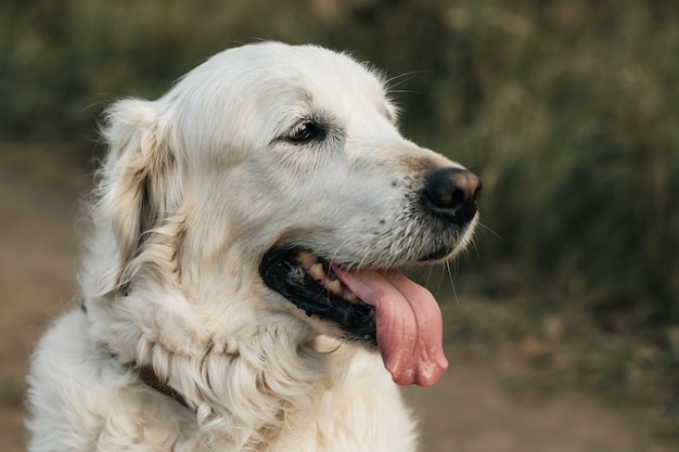 Schließen Sie herauf Porträt des weißen goldenen Retrieverhundes im Feld