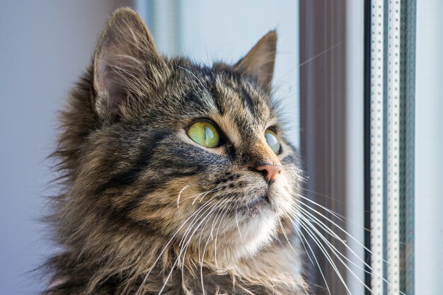 Schließen Sie herauf Porträt einer Katze nahe dem Fenster