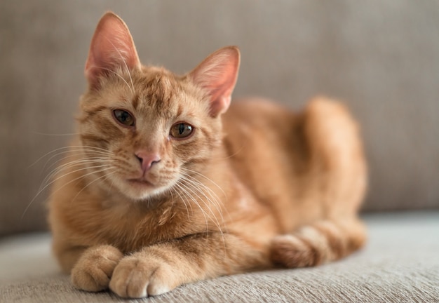 Schließen Sie herauf Porträt einer rothaarigen niedlichen getigerten Katze, die auf der Couch liegt und in die Kamera schaut