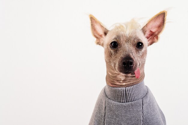 Schließen Sie herauf Porträt eines männlichen chinesischen Haubenhundes im grauen Pullover auf weißem Hintergrund