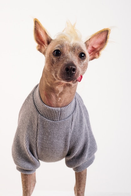 Schließen Sie herauf Porträt eines männlichen chinesischen Haubenhundes im grauen Pullover auf weißem Hintergrund