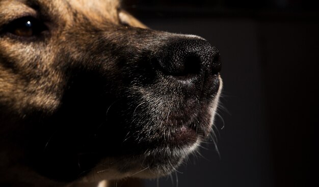 Schließen Sie herauf Porträt eines Mischlingshundehundes im Innenraum auf Sonnenlicht