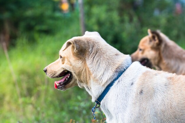 Schließen Sie herauf Porträt eines streunenden Hundes, Landstreicherhund