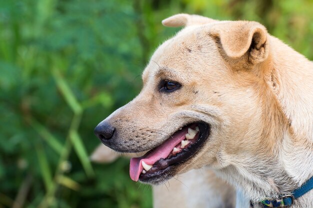 Schließen Sie herauf Porträt eines streunenden Hundes, Landstreicherhund