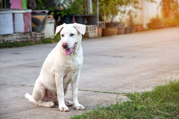 Schließen Sie herauf Porträt eines streunenden Hundes, Vagabundhund