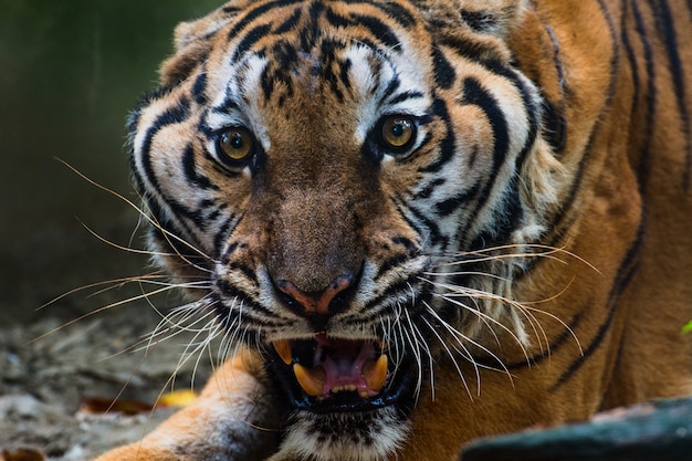 Schließen Sie herauf Portraits des brüllenden Tigers.