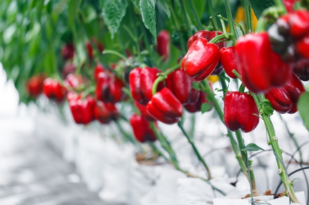 Schließen Sie herauf reifen roten grünen Pfeffer bei der Gewächshauslandwirtschaft