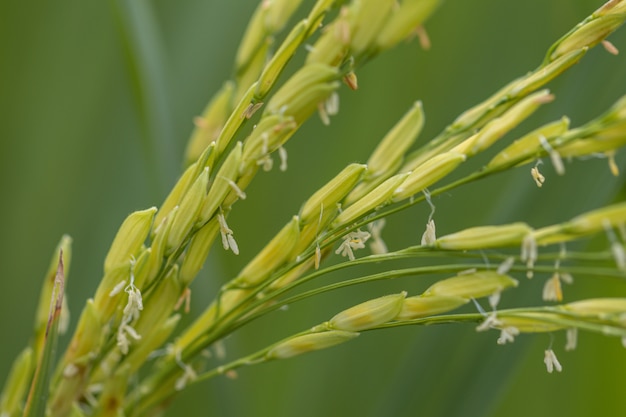 Schließen Sie herauf Reispflanze im grünen Hintergrund. Reis des selektiven Fokus auf dem Gebiet.