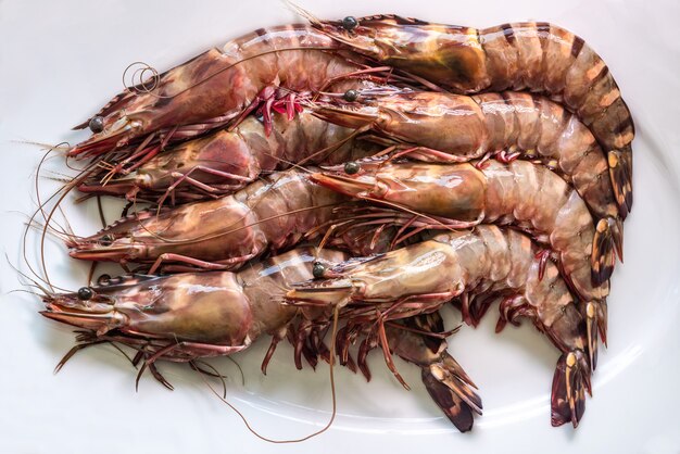 Schließen Sie herauf rohen frischen Tiger Prawn auf weißem Hintergrund, Meeresfrüchtekonzept.