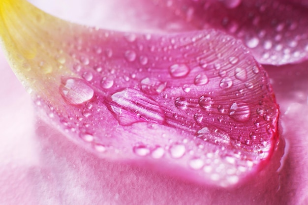 Schließen sie herauf rosa frische blumenblumenblätter von tulpen mit wassertropfen nassen blumenblättern natürlicher frühlingshintergrund