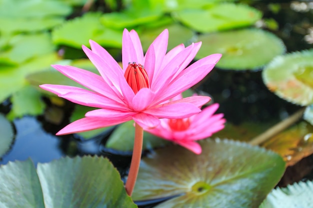 Schließen Sie herauf rosa Lotosblumen mit Blatt im Wasserteich