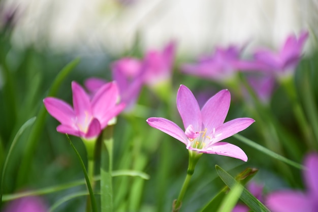 Schließen Sie herauf rosa Regenlilienwiese mit Sonnenlicht für Naturhintergrund.