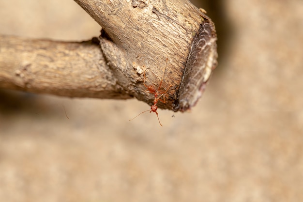 Schließen Sie herauf rote Ameise auf braunem Stockbaum in der Natur bei Thailand