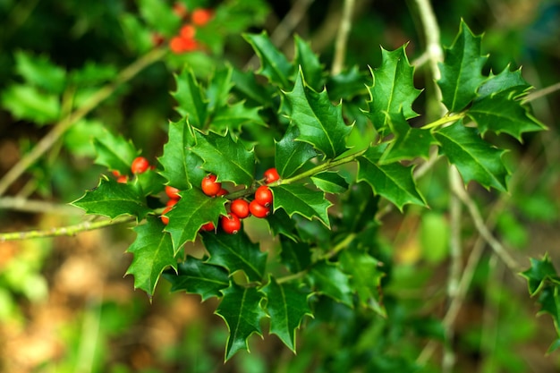 Schließen Sie herauf rote Beeren der roten Stechpalme auf defocused grünem Blatthintergrund