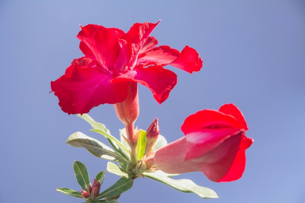 Schließen Sie herauf rotes Adenium, rote Blume auf dem Naturhintergrund.