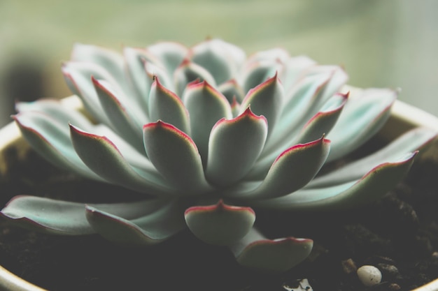 Schließen Sie herauf saftige Anlage, dunkles Foto, getonte saftige Rosette des Echeveria.