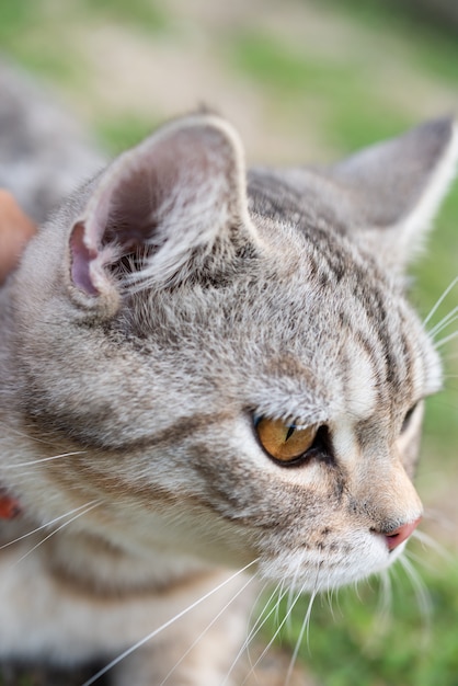 Schließen Sie herauf schöne gelbe Augen der Miezekatze