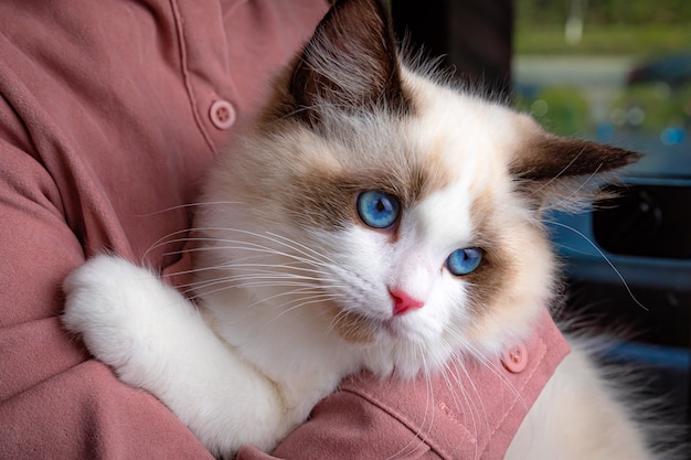 Foto schließen sie herauf schöne katze