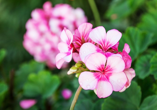 Schließen Sie herauf schöne rosa Blumen