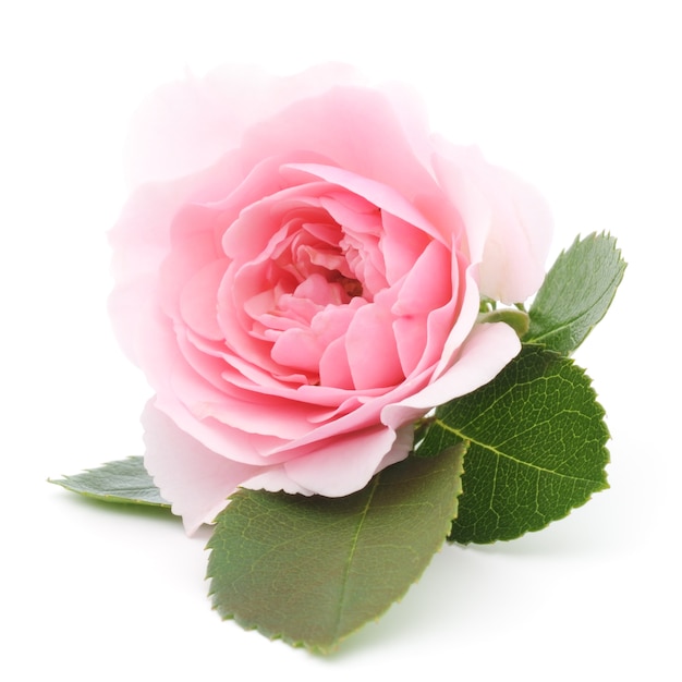 Schließen Sie herauf schöne rosa Rose mit Blättern
