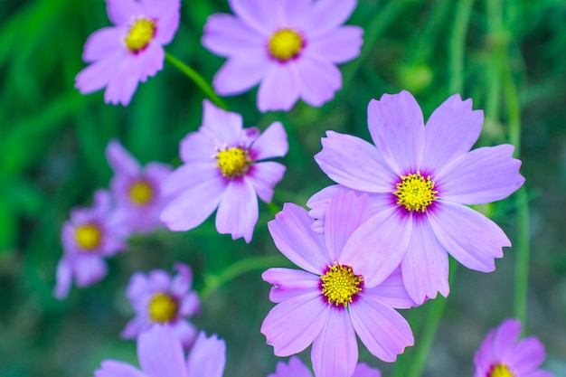 Schließen Sie herauf schöne rosa Schwefel Kosmos-Blume