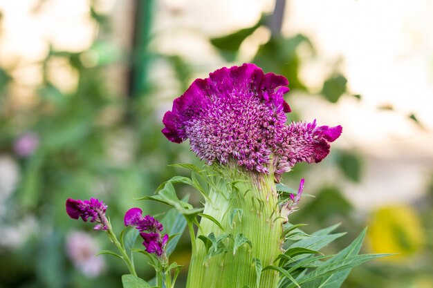 Schließen Sie herauf schönes Celosia cristata im Garten