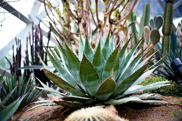 Schließen Sie herauf schönes eine gelbe Blume im Garten