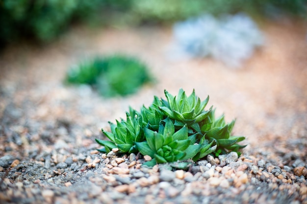 Schließen Sie herauf schönes eine gelbe Blume im Garten