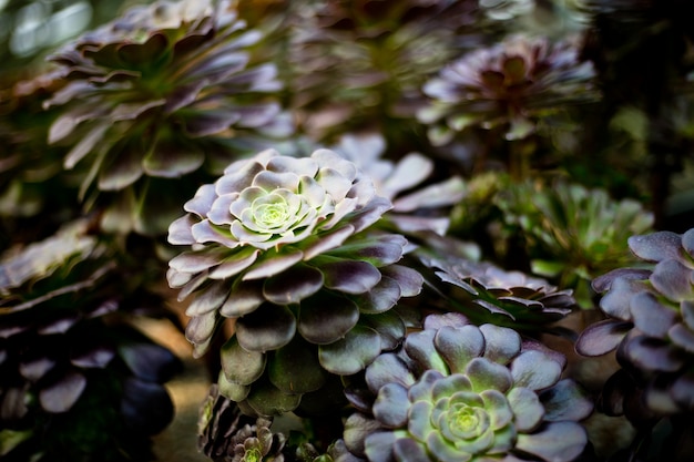 Schließen Sie herauf schönes eine gelbe Blume im Garten