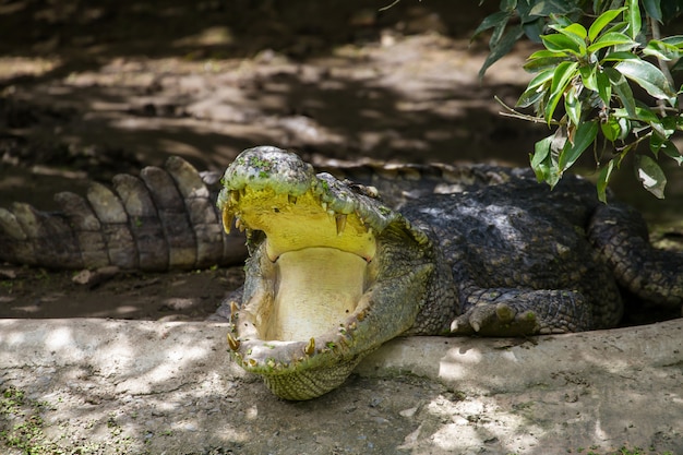 Schließen Sie herauf siamesisches Krokodil in Thailand