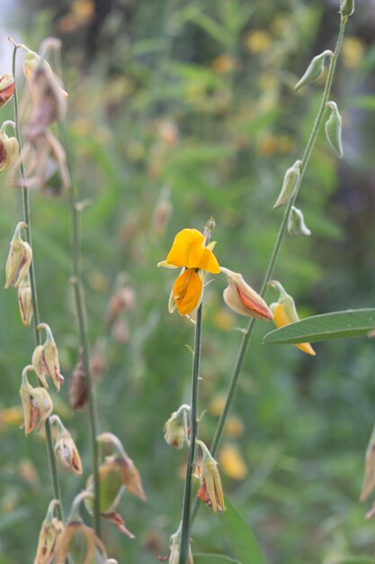 Schließen Sie herauf Sonnenblumenblume im Garten