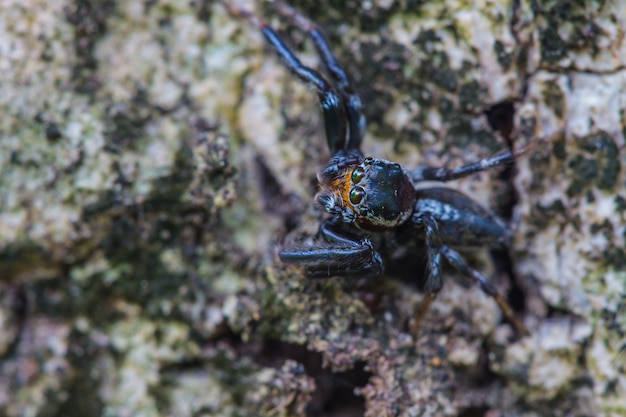 Schließen Sie herauf Spinne im Wald