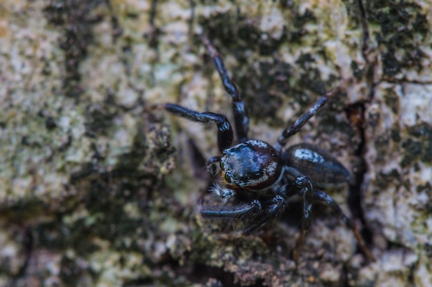 Schließen Sie herauf Spinne im Wald