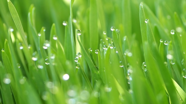 Schließen Sie herauf Süßwassertröpfchen auf einem grünen Wheatgrass