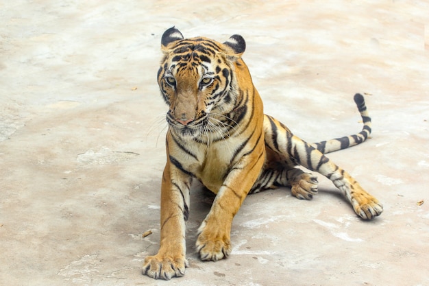 Schließen Sie herauf Tiger auf Zementboden in Thailand